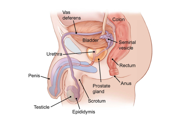 Testicular Cancer